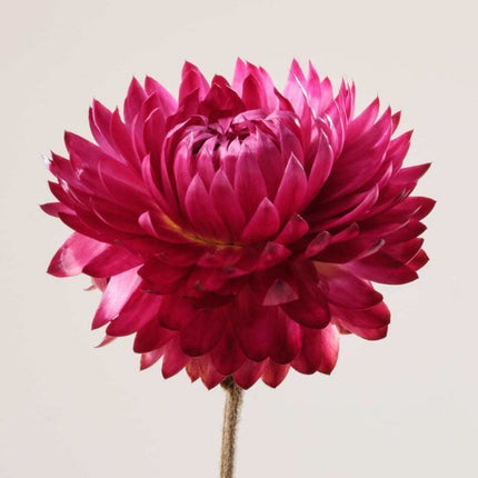 Payot Creme No.2 Oléo-Sérum Pétales Apaisant 30ml