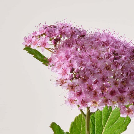 Payot Pate Grise Pate Originale Stop Bouton 15ml